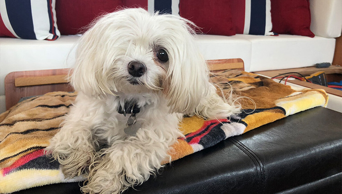 notizie-galleria-cane-con-un-occhio-solo-01-07-14-2019